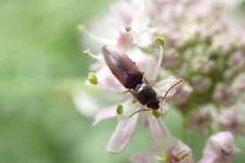 Attēlu rezultāti vaicājumam “Dalopius marginatus”