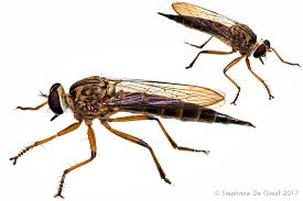 Attēlu rezultāti vaicājumam “Asilidae”