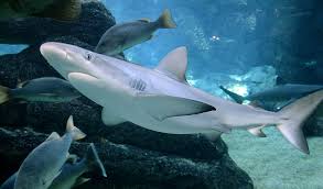 Image result for Carcharhinus limbatus