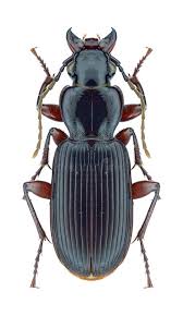 Attēlu rezultāti vaicājumam “Pterostichus sp.”