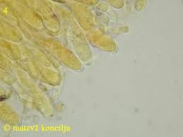 Attēlu rezultāti vaicājumam “Ascotremella faginea”