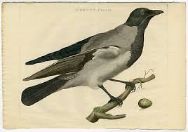 Attēlu rezultāti vaicājumam “Corvus cornix”