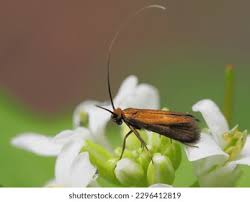 Attēlu rezultāti vaicājumam “Adelidae”