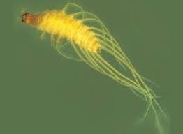 Attēlu rezultāti vaicājumam “Hydrophilidae”