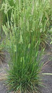 Attēlu rezultāti vaicājumam “Cynosurus cristatus”