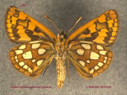 Attēlu rezultāti vaicājumam “Carterocephalus palaemon”