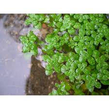 Attēlu rezultāti vaicājumam “Callitriche cophocarpa”