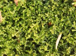 Attēlu rezultāti vaicājumam “Kurzia pauciflora”