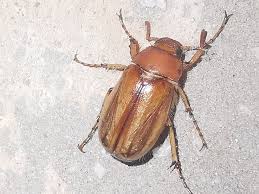 Attēlu rezultāti vaicājumam “Amphimallon solstitiale”