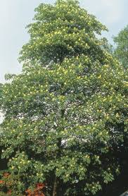 Attēlu rezultāti vaicājumam “Aesculus flava”