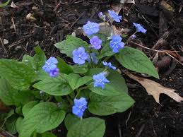 Image result for Omphalodes verna