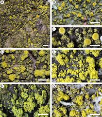 Attēlu rezultāti vaicājumam “Candelariella sp.”
