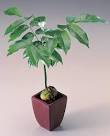 <b>Castanospermum</b> australe