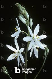 Attēlu rezultāti vaicājumam “Anthericum ramosum”