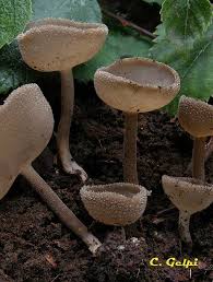 Attēlu rezultāti vaicājumam “Helvella macropus”