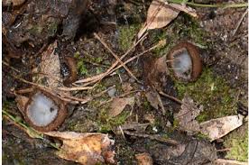 Attēlu rezultāti vaicājumam “Humaria hemisphaerica”