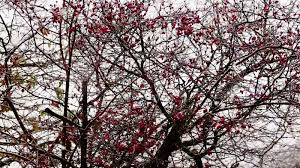 Attēlu rezultāti vaicājumam “Malus prunifolia”