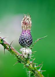 Attēlu rezultāti vaicājumam “Cirsium palustre flower”