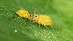 Attēlu rezultāti vaicājumam “Symphypleona”