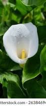 Attēlu rezultāti vaicājumam “Calla palustris leaf”