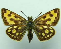 Attēlu rezultāti vaicājumam “Carterocephalus silvicolus”