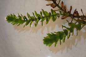 Attēlu rezultāti vaicājumam “Elodea canadensis leaf”