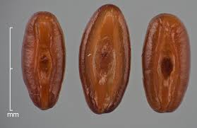 Attēlu rezultāti vaicājumam “Plantago lanceolata fruit”