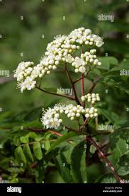 Attēlu rezultāti vaicājumam “Sorbus aucuparia flower”