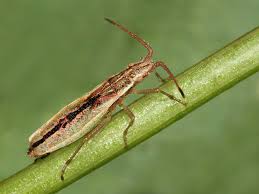 Attēlu rezultāti vaicājumam “Myrmus miriformis”