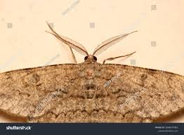 Attēlu rezultāti vaicājumam “Rivula sericealis”