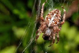 Attēlu rezultāti vaicājumam “Araneus diadematus female”