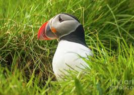 Image result for Fratercula arctica