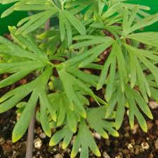 Image result for Consolida ajacis oder Consolida regalis