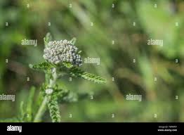 Attēlu rezultāti vaicājumam “Achillea millefolium bud”