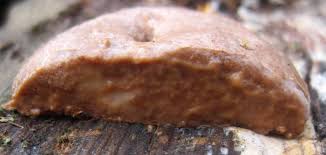 Attēlu rezultāti vaicājumam “Reticularia sp.”