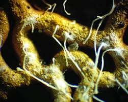 Attēlu rezultāti vaicājumam “Ophiostoma polyporicola”