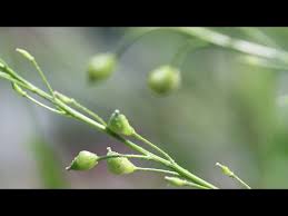Attēlu rezultāti vaicājumam “Bunias orientalis bud”