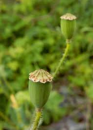 Attēlu rezultāti vaicājumam “Papaver argemone bud”