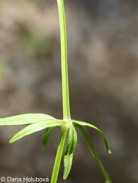 Attēlu rezultāti vaicājumam “Galium elongatum”