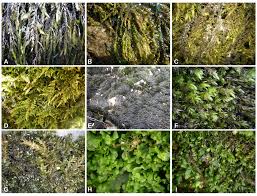 Attēlu rezultāti vaicājumam “Hygrohypnum luridum”