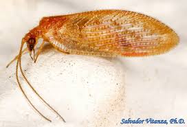 Attēlu rezultāti vaicājumam “Hemerobiidae”