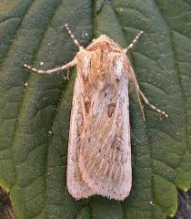 Attēlu rezultāti vaicājumam “Agrotis ripae larva”