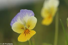 Attēlu rezultāti vaicājumam “Viola tricolor subsp. matutina flower”