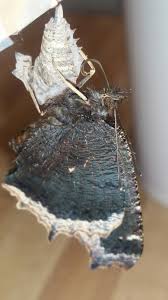 Attēlu rezultāti vaicājumam “Nymphalis antiopa upperside”