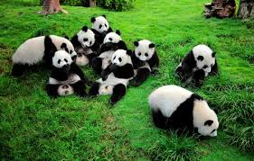Résultat de recherche d'images pour "pandas"