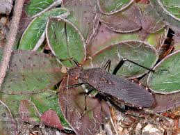 Attēlu rezultāti vaicājumam “Alydus calcaratus”