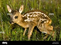 Attēlu rezultāti vaicājumam “Capreolus capreolus”