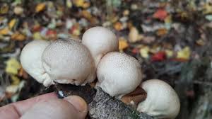 Attēlu rezultāti vaicājumam “Lycoperdon pyriforme young”