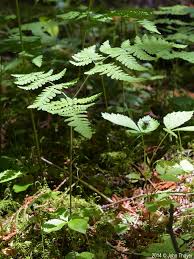 Attēlu rezultāti vaicājumam “Gymnocarpium robertianum”
