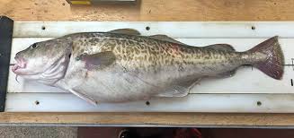 Image result for Gadus macrocephalus